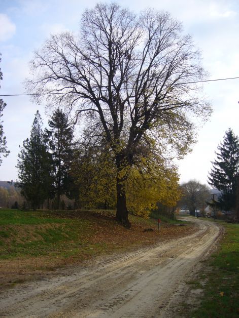 az_oreg_erdeszhaz_mar_nincs_meg_de_az_elotte_allo_hars_meg_buszken_all..jpg